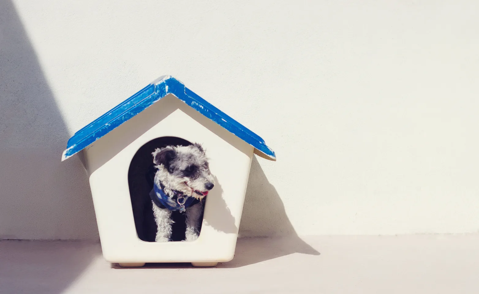 dog inside a blue doghouse 